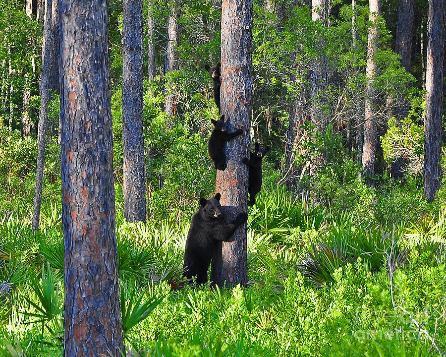 Black Bears Photograph