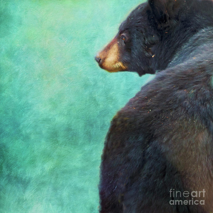 Black Bears Bum Photograph by Priska Wettstein