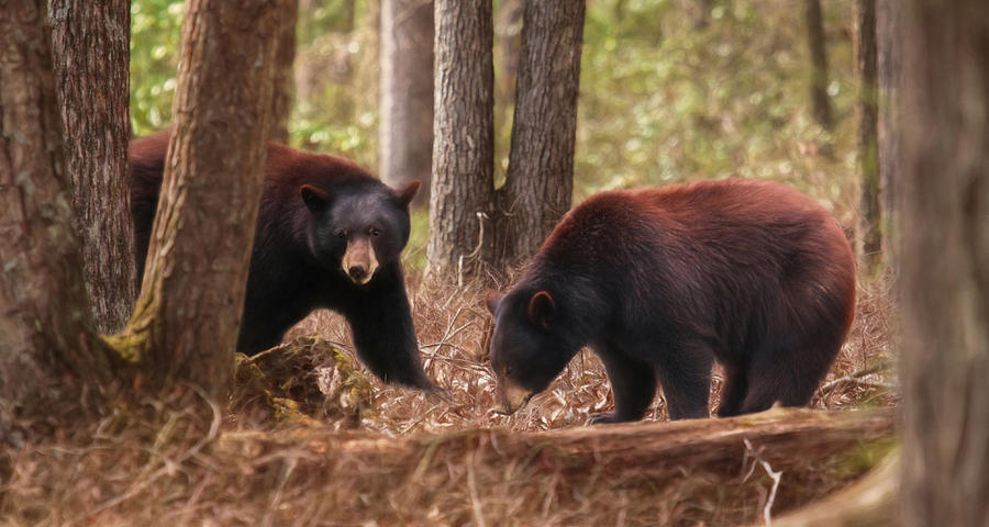 Black Bears Photograph by Lori Deiter