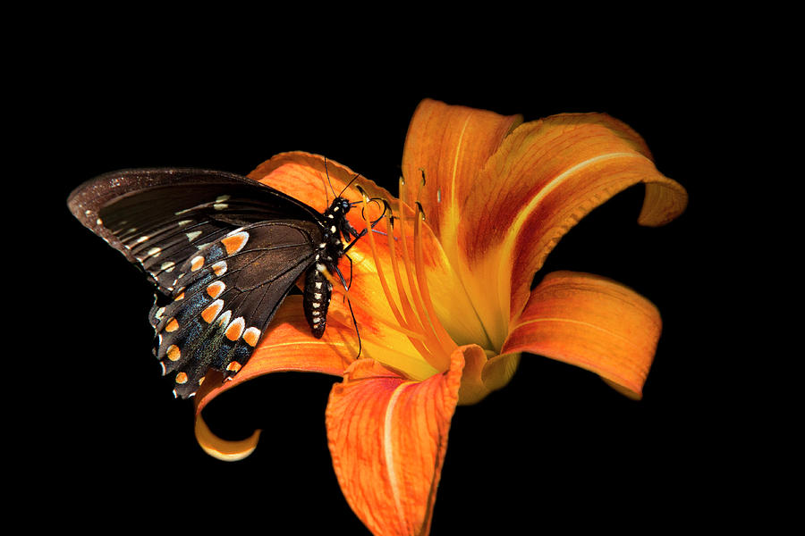 Black Beauty Butterfly Photograph by Christina Rollo