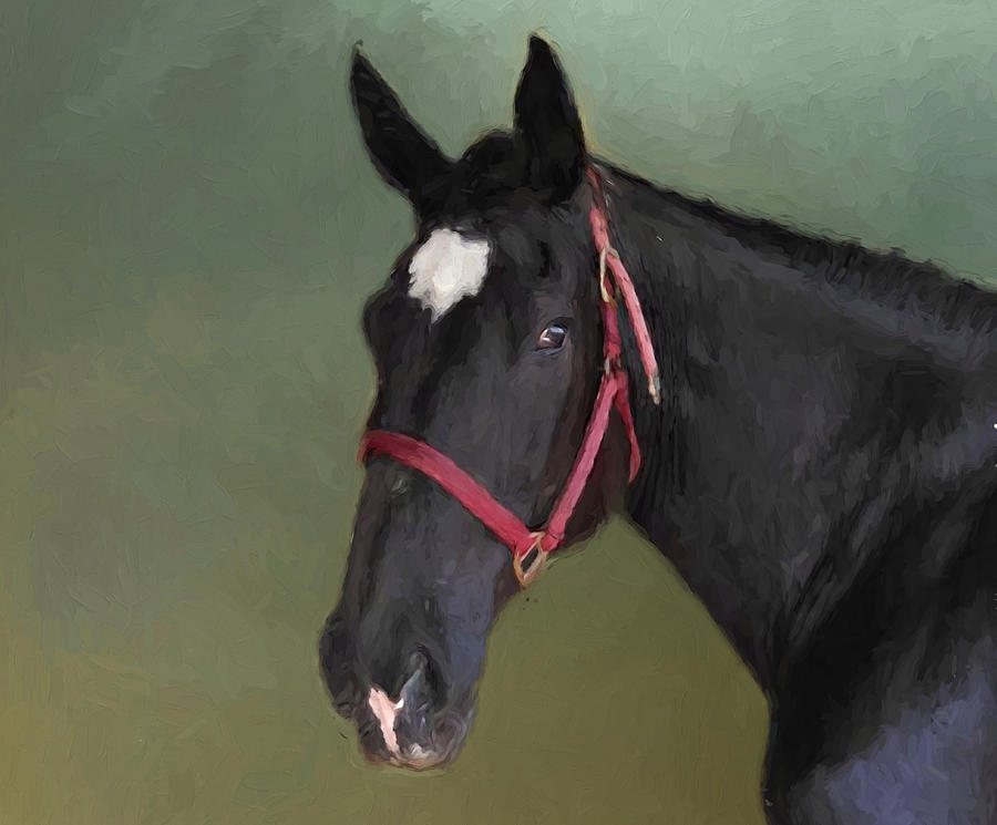 Horse Digital Art - Black Beauty by Jayne Wilson