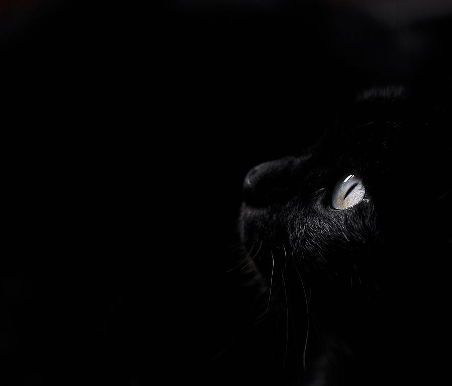 Animal Photograph - Black beauty by Laura Melis