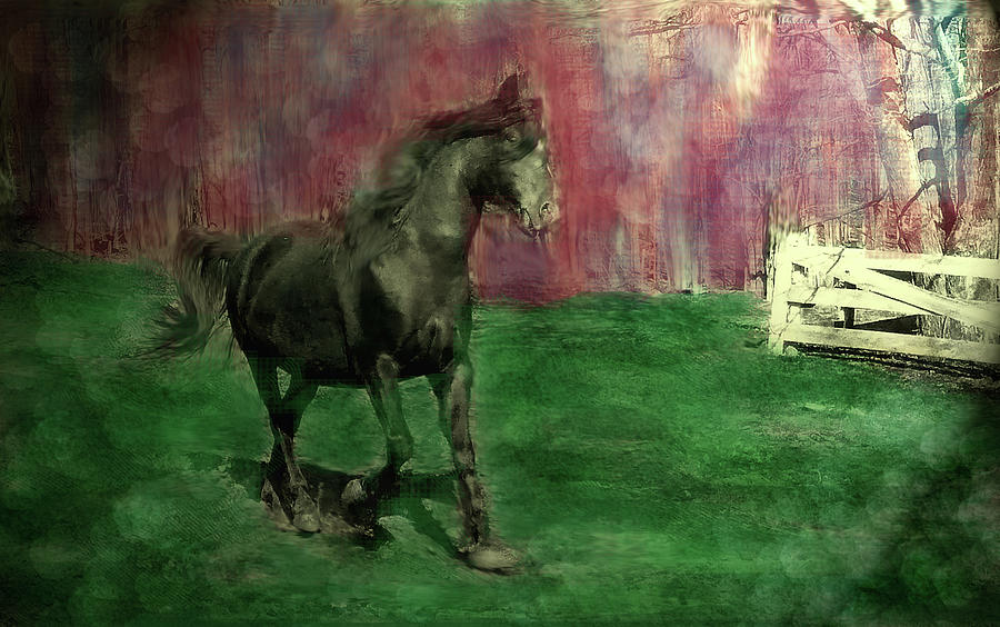 Black Beauty by Patricia Keller Black Beauty by Patricia Keller