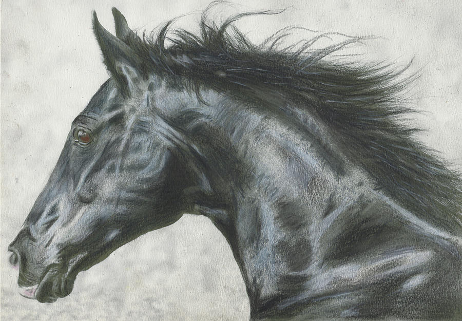 Horse Drawing - Black beauty by Paul Archer