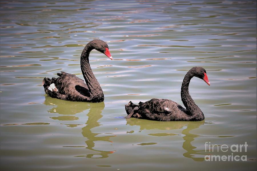 Swan Photograph - Black Beauty Swan Lake by Diann Fisher