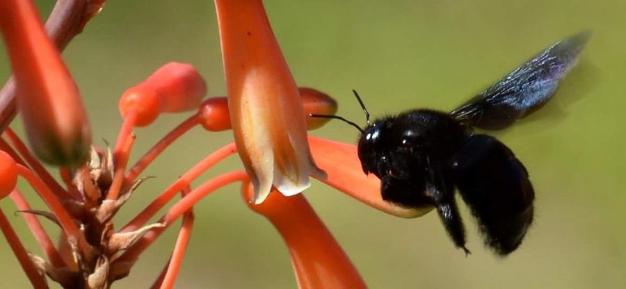 Black Bee Photograph
