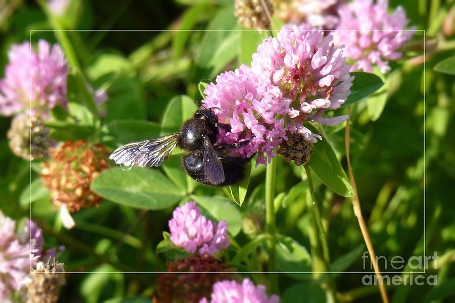 Black Bee on Small Purple Flower Photograph by Jean Bernard Roussilhe