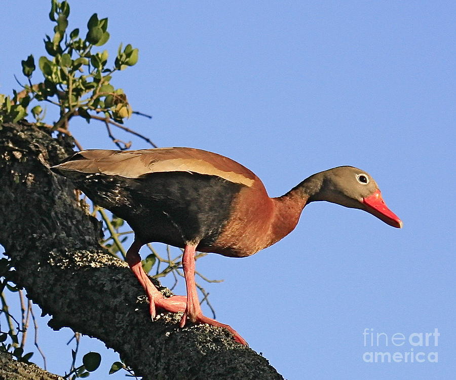 Black belied Whistling duck Photograph by Robert Pearson
