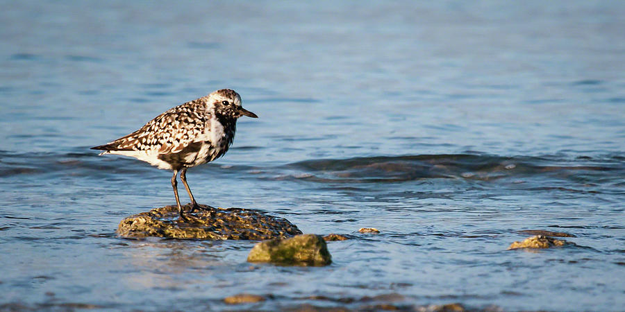 Black-bellied Plover Photograph by Dawn Currie