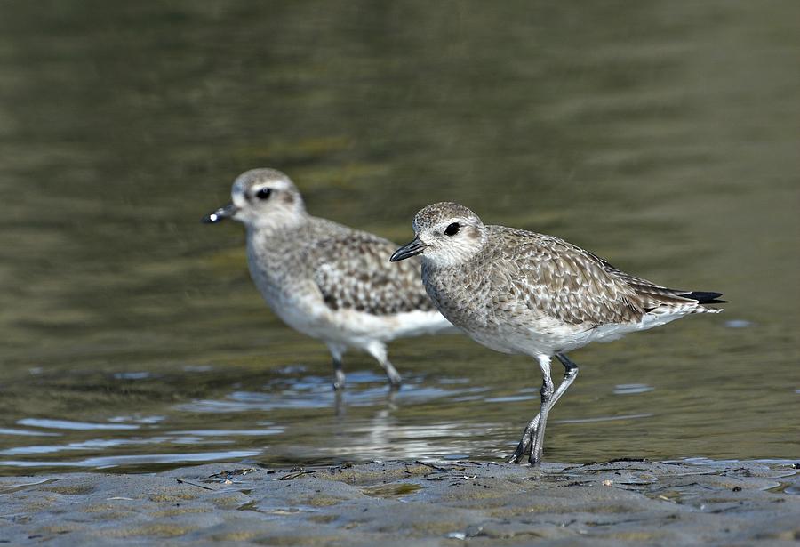 Black-Bellied Plover Duo Photograph by Fraida Gutovich