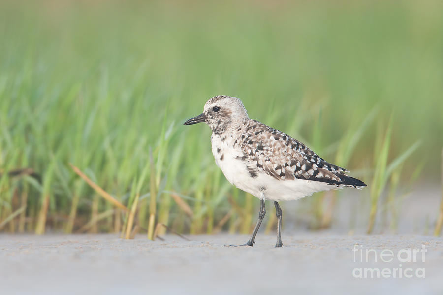 Black-bellied Plover I Photograph by Clarence Holmes