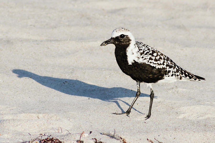Black-Bellied Plover II Photograph by Dawn Currie