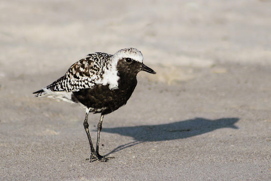 Black-Bellied Plover III Photograph by Dawn Currie
