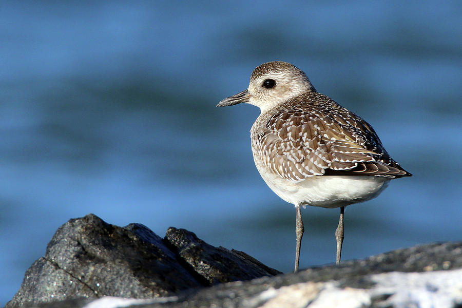 Black-bellied Plover Westhampton New York Photograph by Bob Savage