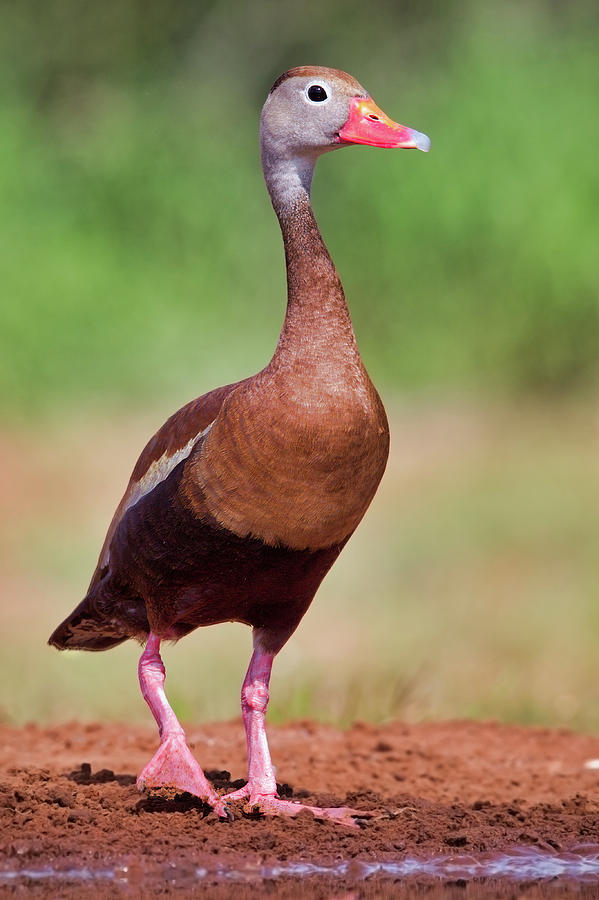 Black-bellied Whistling Duck Photograph by Jerry Fornarotto