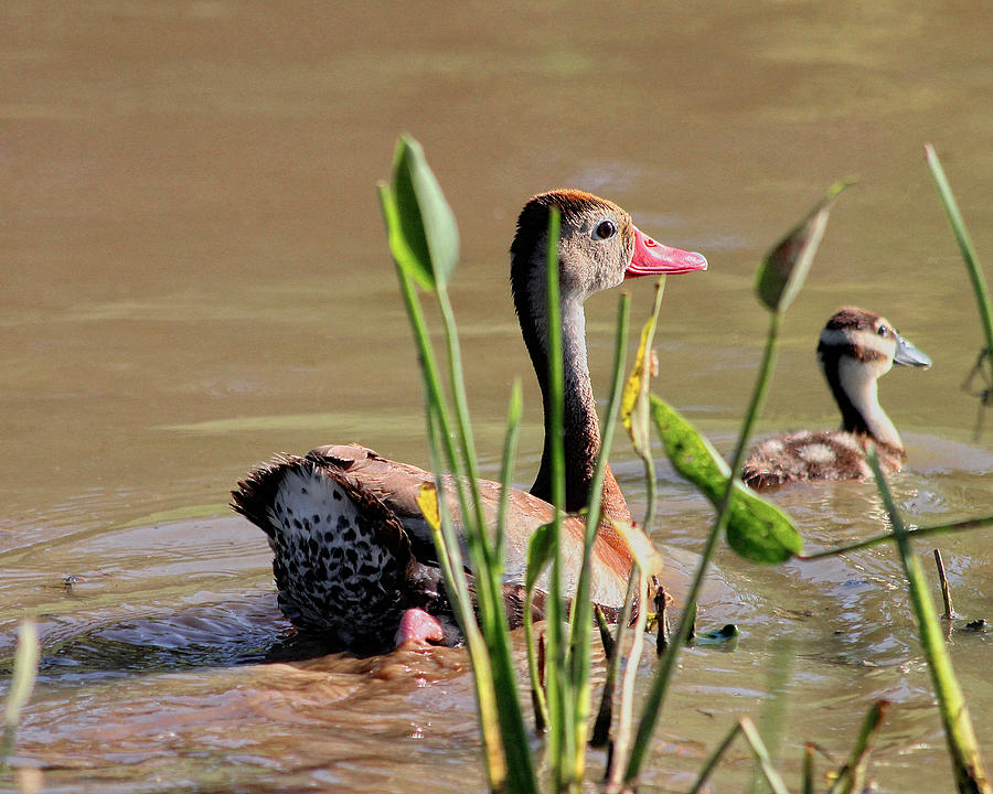 Duck Photograph - Black-Bellied Whistling duck and duckling by TN Fairey