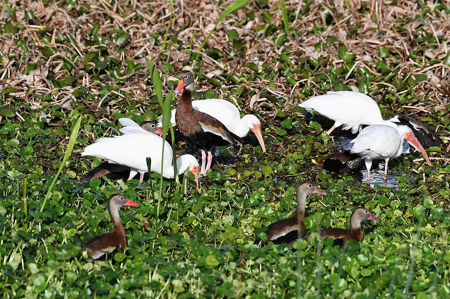Black-bellied Whistling-Duck and white ibis. Photograph by David Campione