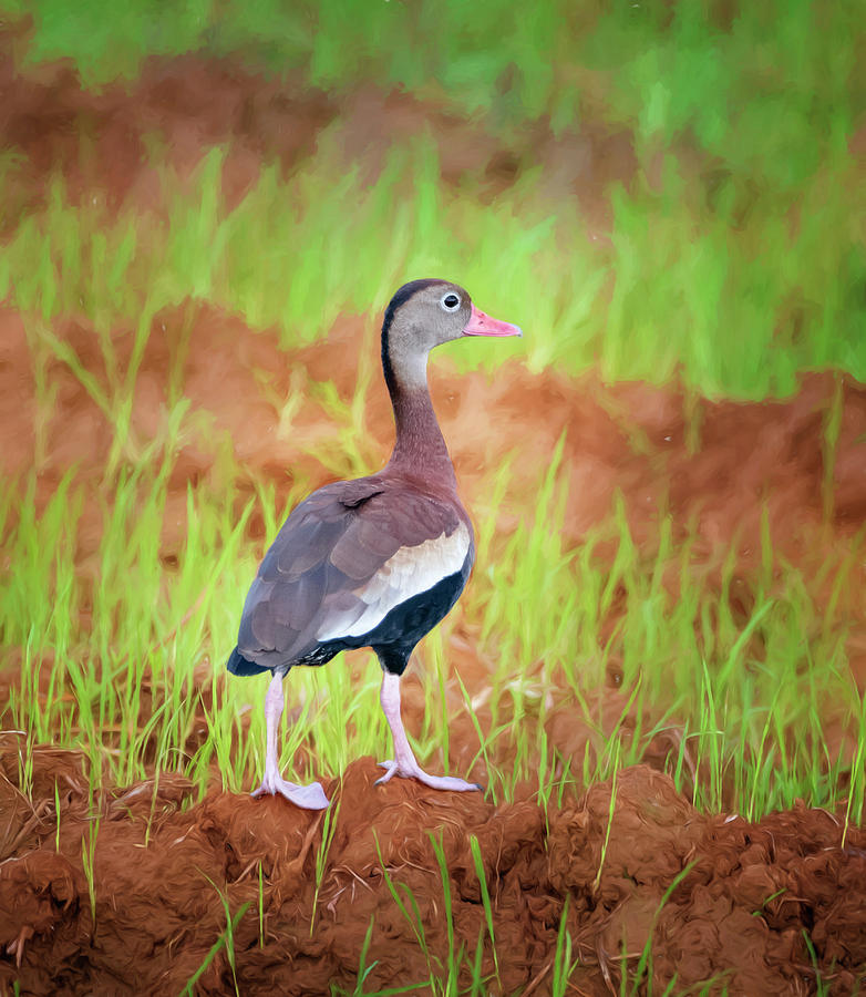 Black-bellied Whistling Duck Costa Rica Photograph