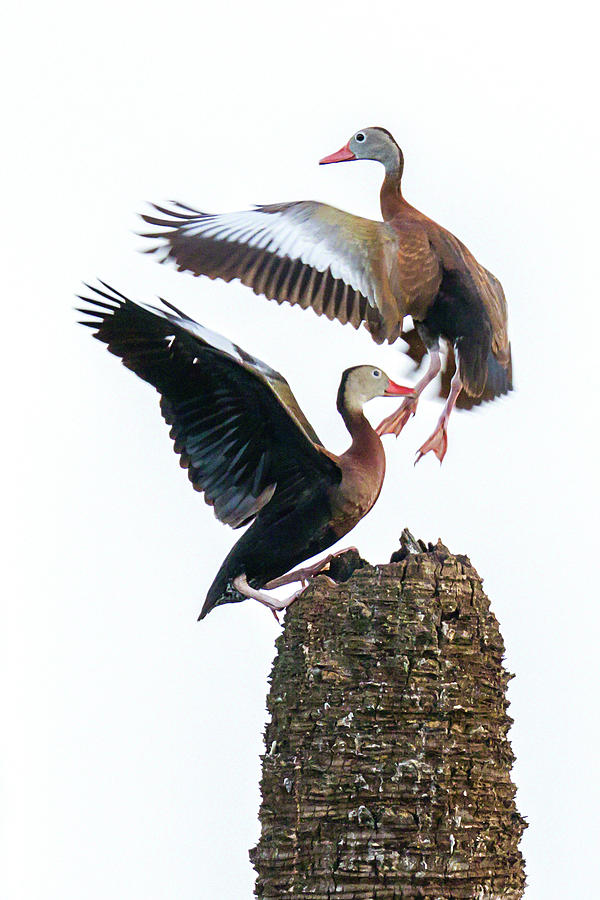 Black-bellied Whistling Duck Dance Photograph by Dawn Currie