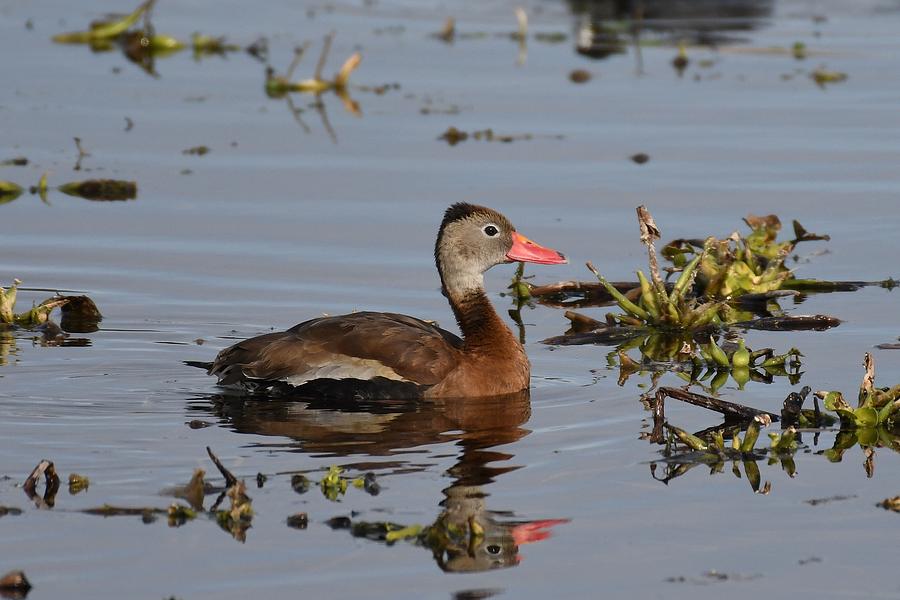 Black-bellied Whistling-Duck Photograph by David Campione
