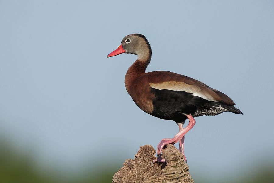 Black-bellied Whistling Duck Photograph by David Watkins