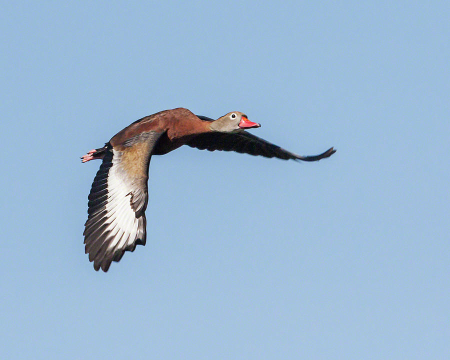 Black-bellied Whistling Duck in Flight Photograph by Dawn Currie