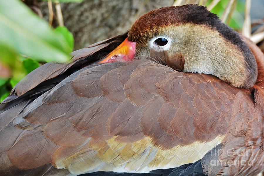 Black Bellied Whistling Duck Photograph by Julie Adair