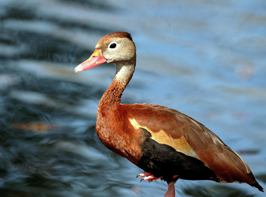 Black Bellied Whistling Duck Photograph by Nicholas Blackwell