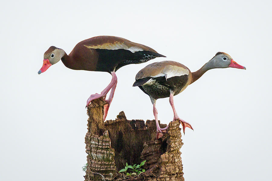 Black-bellied Whistling Duck Pair Photograph by Dawn Currie