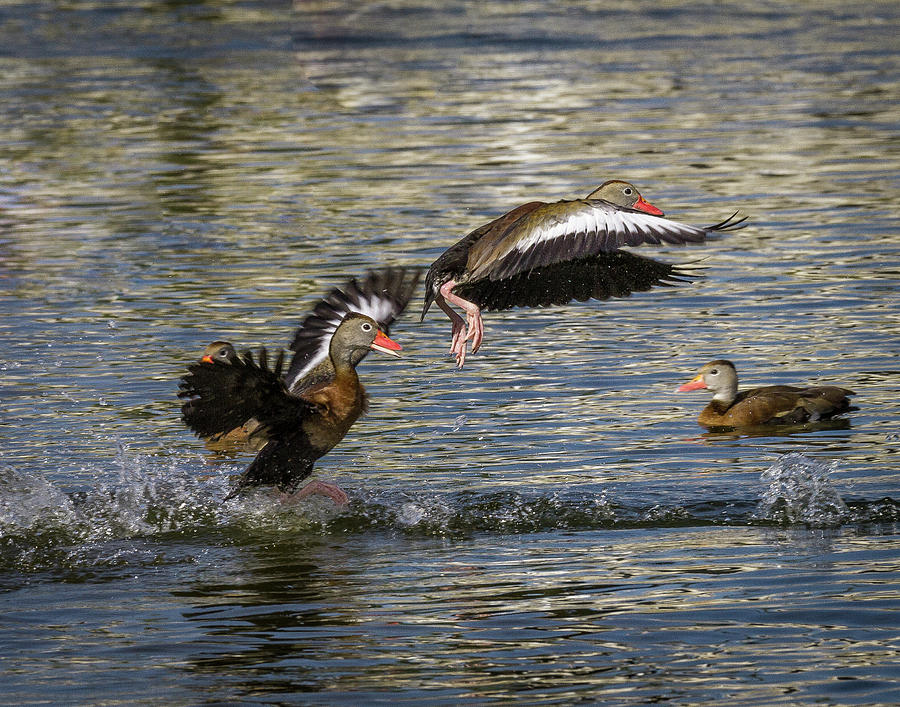 Black-bellied whistling duck Photograph by Ronald Lutz