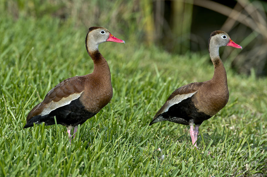 Black-bellied Whistling Ducks Photograph by Anthony Mercieca