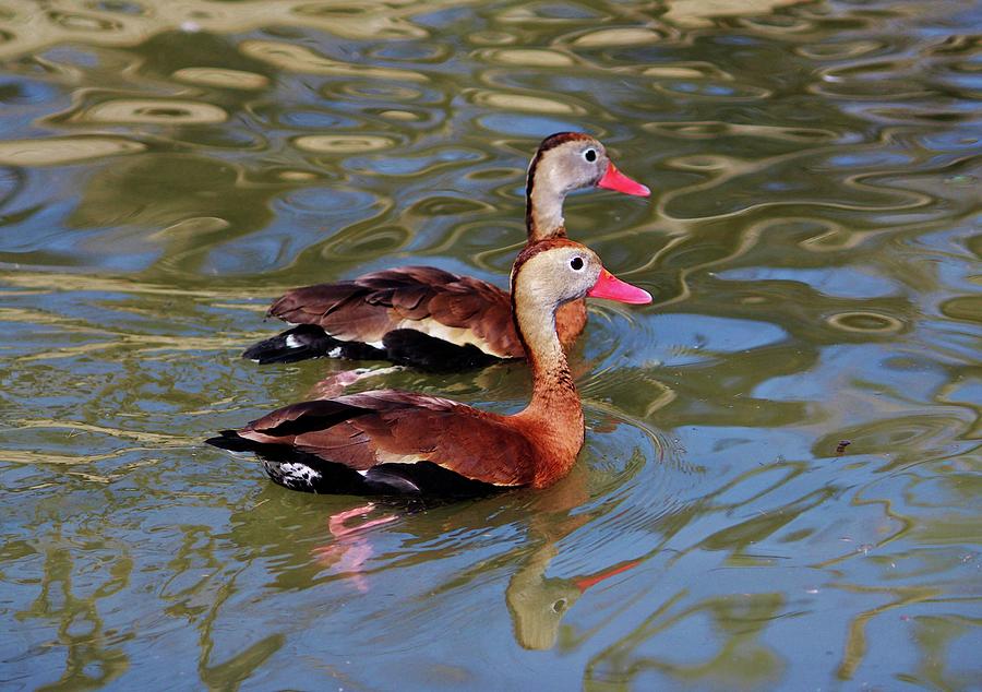 Black-bellied Whistling Ducks Photograph by Cynthia Guinn