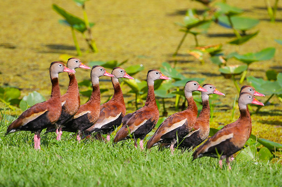 Black Bellied Whistling Ducks Photograph by Dart Humeston