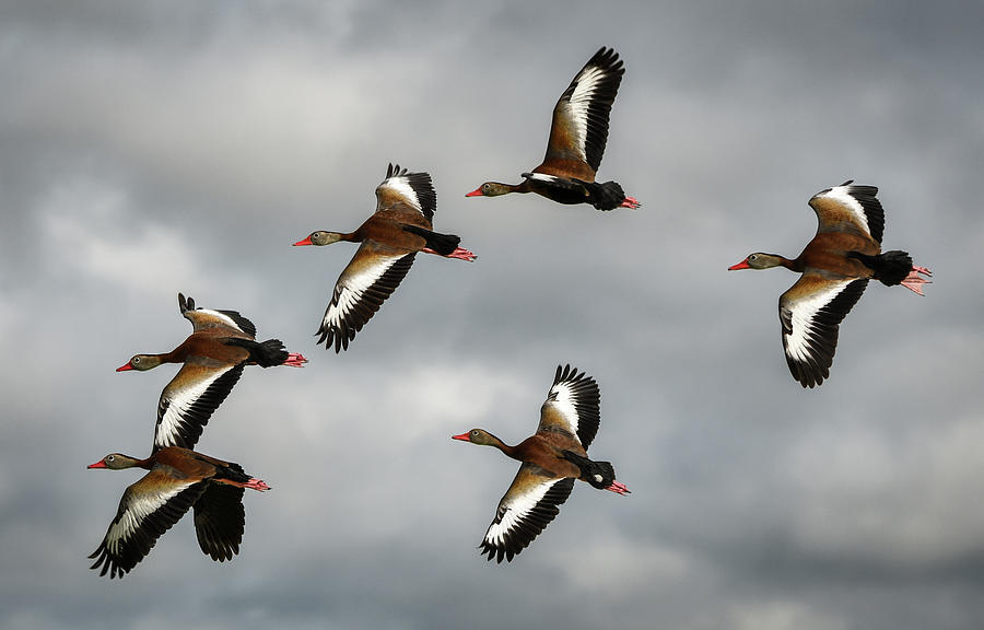 Black Bellied Whistling Ducks Photograph by David Hart