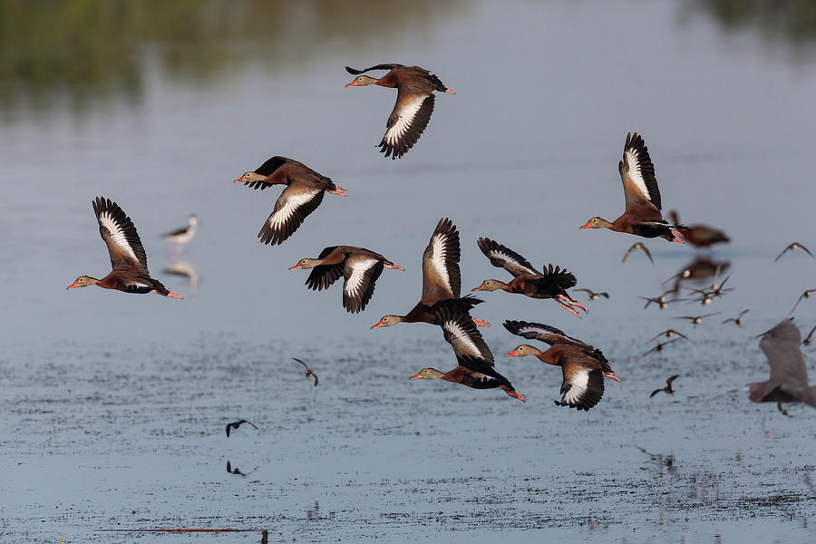 Black-bellied Whistling Ducks in Flight Photograph by David Watkins