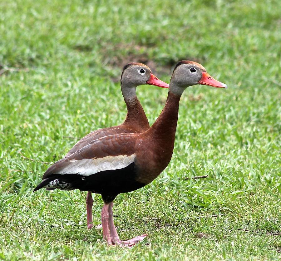 Black-bellied Whistling Ducks Photograph by Jeanne Juhos