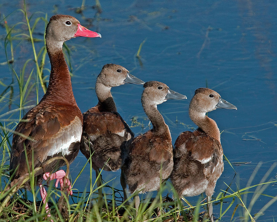 Black-bellied Whistling Ducks Photograph by Larry Linton
