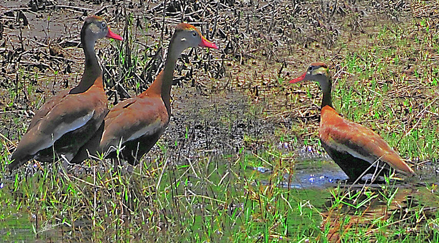 Black-bellied Whistling Ducks Photograph by Phil Jensen