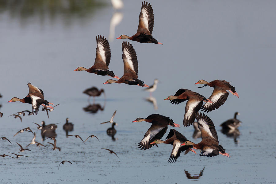 Black-bellied Whistling Ducks Taking Flight Photograph by David Watkins