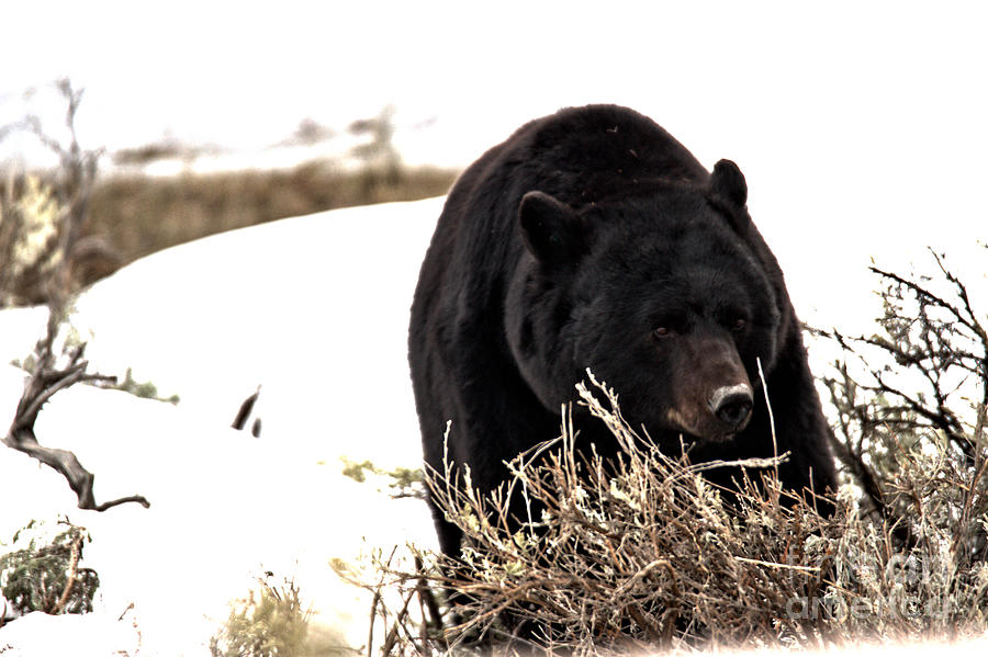 Yellowstone National Park Photograph - Black Bear Hungry After Hibernation by Adam Jewell