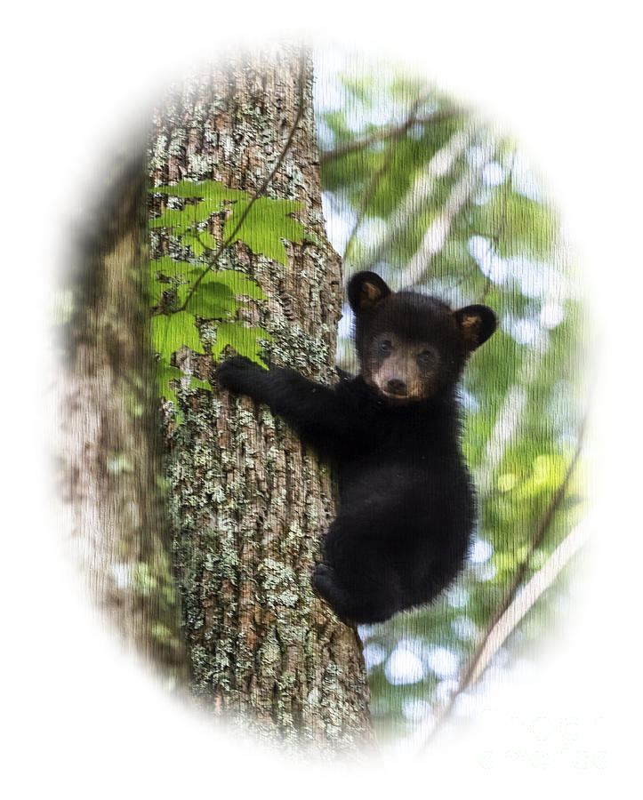 Black bear cub climbing down   Paintography Photograph by Dan Friend