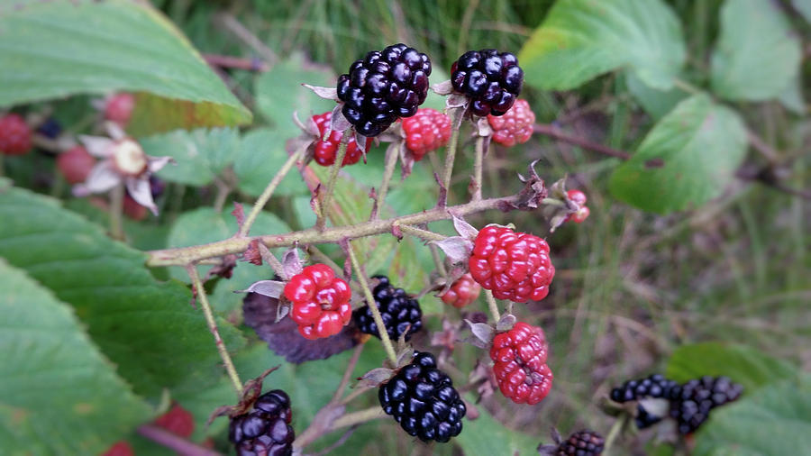 Black Berries Photograph by Brook Burling