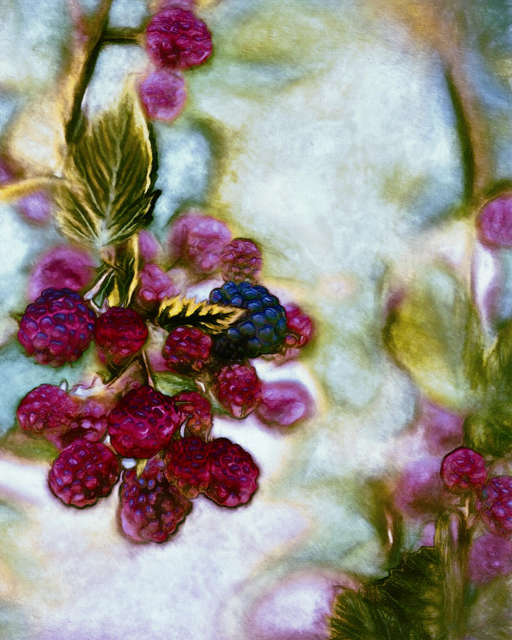 Nature Photograph - Black Berries by John K Woodruff