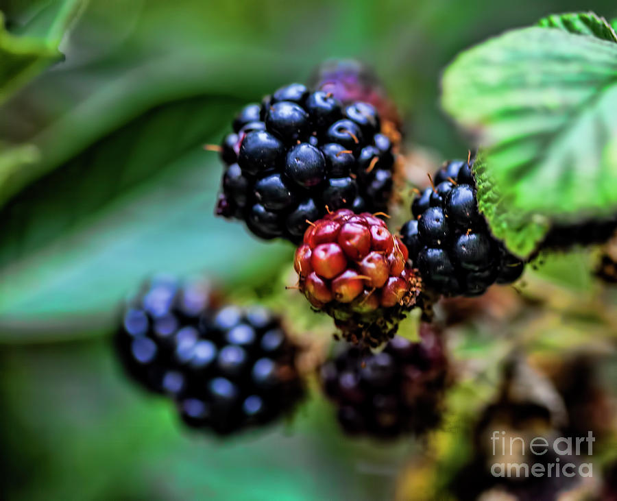 Black Berries Photograph by Shirley Mangini