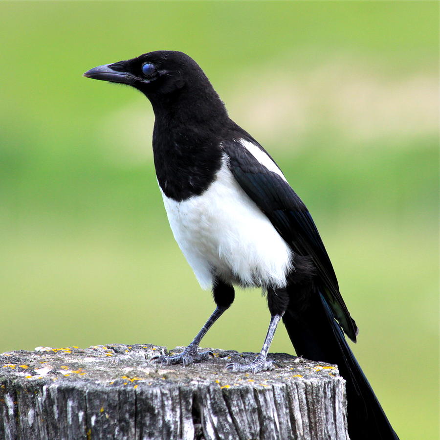 Crow Photograph - Black-billed Magpie #1 by Karon Melillo DeVega