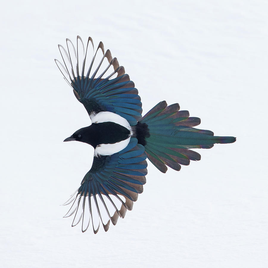 Black-Billed Magpie Photograph by Max Waugh