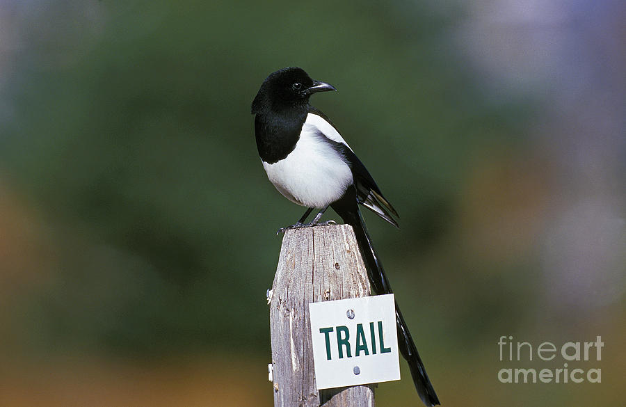 Black And White Photograph - Black-billed Magpie Pica Pica by Gerard Lacz