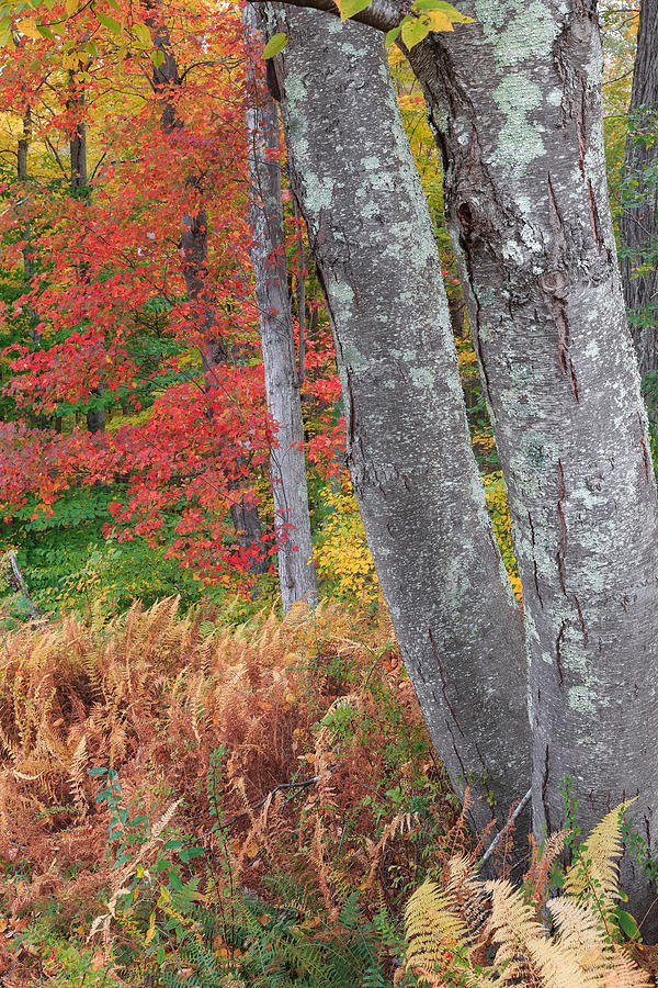 Black Birch Autumn Photograph by Bill Wakeley