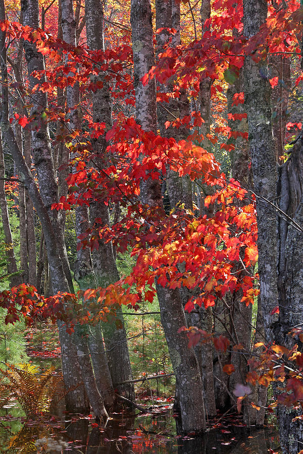 Black Birch Tree Splendor Photograph by Juergen Roth