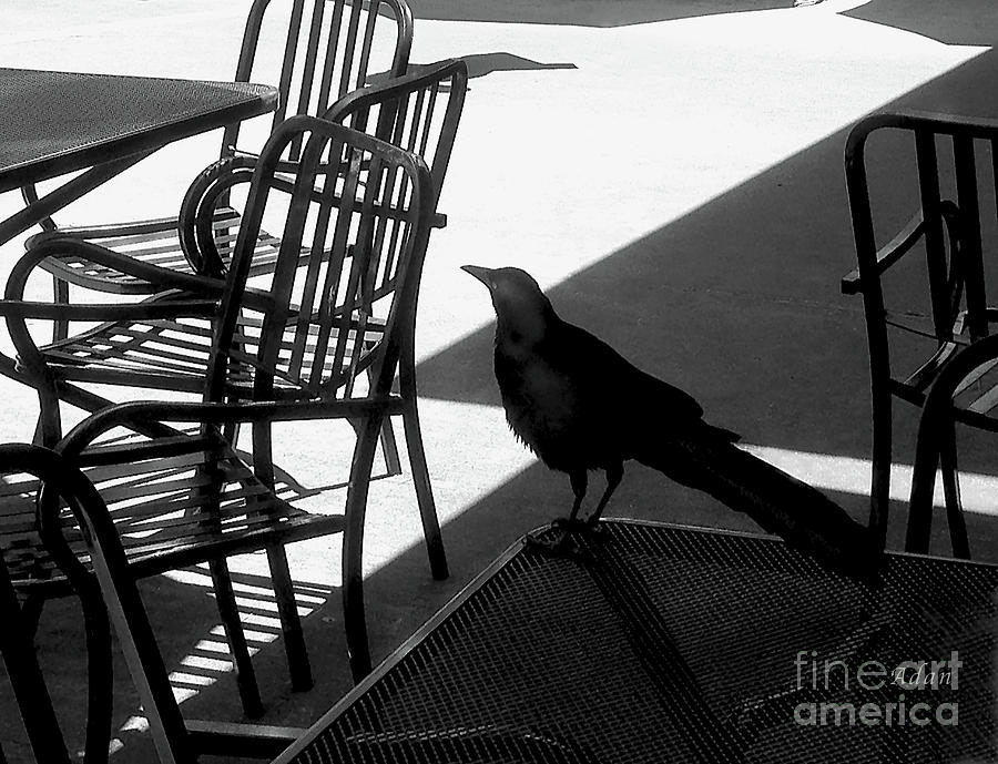 Black Bird At Central Market BW Photograph by Felipe Adan Lerma